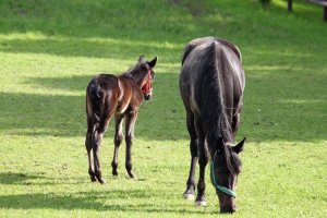 Foto stuckenberg_18