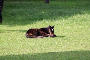 Foto stuckenberg_21